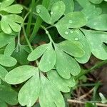 Corydalis solida Hostoa