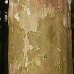 Chaetocarpus schomburgkianus Corteza