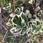 Euonymus japonicusLeaf