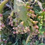 Opuntia elata Fruit