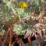 Sedum rupestre Листок