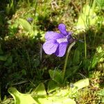 Pinguicula grandiflora Flor