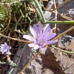 Lactuca tenerrima