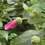 Pavonia malacophylla Flor