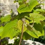 Vitis tiliifolia Leaf