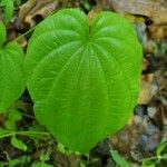 Dioscorea villosa Blatt