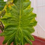 Colocasia esculenta