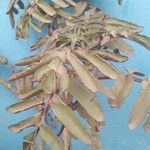 Kalanchoe prolifera Folio