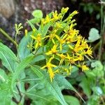 Senecio nemorensis फूल