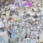 Stachys inflata Corteccia