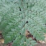 Rumohra adiantiformis Leaf