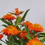 Xerochrysum bracteatum ᱵᱟᱦᱟ