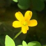 Oxalis stricta Λουλούδι