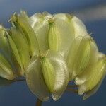 Thapsia garganica ഫലം