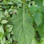Crassocephalum crepidioides Blatt