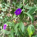 Thunbergia erecta പുഷ്പം