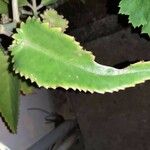 Kalanchoe daigremontiana Φύλλο