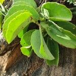 Cissus rotundifolia Blad