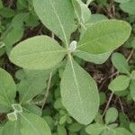 Lonicera etrusca Leaf
