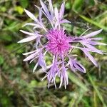 Centaurea jaceaFlor