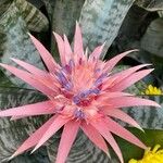 Aechmea fasciata花