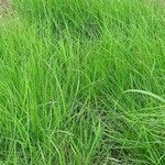 Achnatherum calamagrostis পাতা