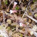 Pinguicula lusitanicaBlodyn