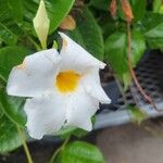 Mandevilla boliviensis Flower