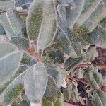 Elaeagnus x ebbingeiLeaf