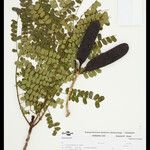 Dimorphandra parviflora Autre