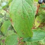 Cornus sanguineaЛіст