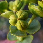 Euphorbia paralias Fruto