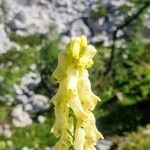 Aconitum lycoctonum 花