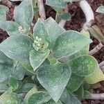 Crassula sarcocaulis Leaf