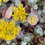 Sedum spathulifolium Çiçek