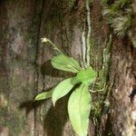 Cheiradenia cuspidata Blad