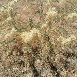 Astragalus alopecuroides Fleur