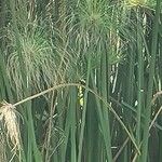 Cyperus papyrus Levél