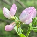 Ononis rotundifolia Flor