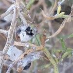 Asparagus aphyllus Fruit