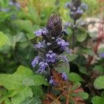 Ajuga reptansफूल