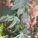 Scrophularia scorodonia Leaf