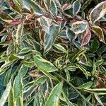 Cleyera japonica Hoja