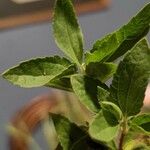 Stevia rebaudiana Ліст