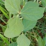 Macroptilium atropurpureum Leaf