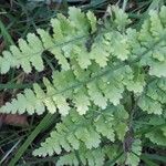 Dryopteris aemulaFoglia