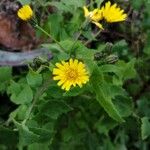 Sonchus oleraceus花