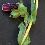 Cerinthe glabra Hábito