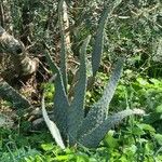 Opuntia engelmannii Leaf