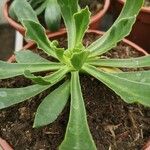 Lewisia cotyledon Листок